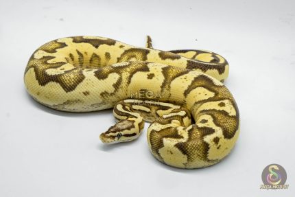 4794 0.1 FIREFLY DOUBLE HET PIEBALD HET CRYPTIC OR HET CLOWN