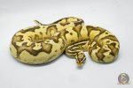4794 0.1 FIREFLY DOUBLE HET PIEBALD HET CRYPTIC OR HET CLOWN - Image 3
