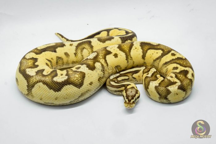 4794 0.1 FIREFLY DOUBLE HET PIEBALD HET CRYPTIC OR HET CLOWN - Image 3