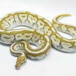 4802 0.1 BUTTER SPOTNOSE FIRE HET CLOWN