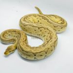 4810 1.0 PINSTRIPE PASTEL YELLOW BELLY