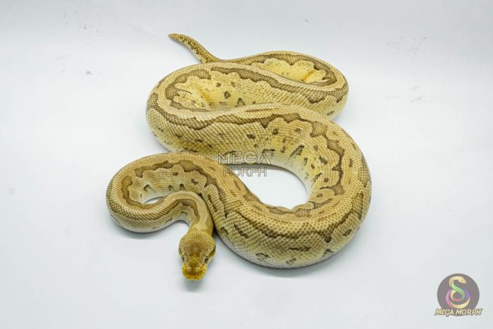 4810 1.0 PINSTRIPE PASTEL YELLOW BELLY - Image 3