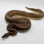 4811 1.0 PINSTRIPE BLACK PASTEL YELLOW BELLY BELLY