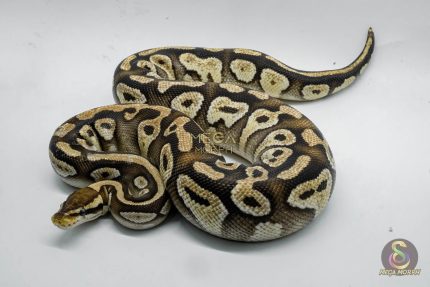4818 0.1 PASTEL MOJAVE YELLOW BELLY