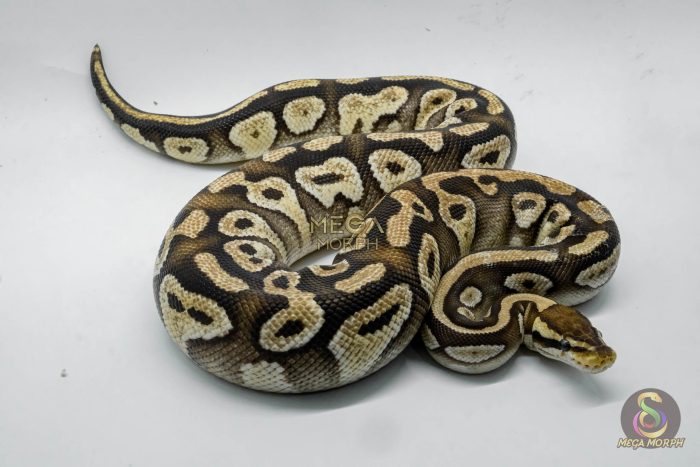 4818 0.1 PASTEL MOJAVE YELLOW BELLY - Image 2
