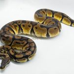 4920 0.1 ORANGE DREAM PASTEL HET DESERT GHOST