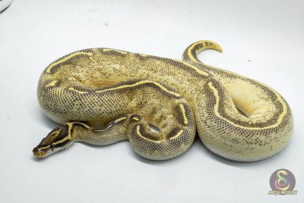 4924 1.0 ORANGE DREAM YELLOW BELLY ASPHALT