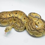 4927 0.1 PASTEL YELLOW BELLY CLOWN CLOWN