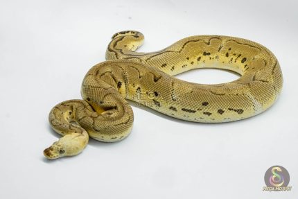 4934 1.0 SUPER PASTEL YELLOW BELLY CLOWN