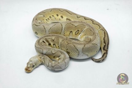 4935 0.1 PASTEL YELLOW BELLY CLOWN