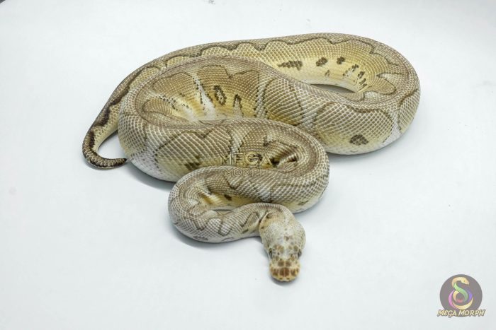 4935-3-1.jpg 4935 0.1 PASTEL YELLOW BELLY CLOWN - Image 3