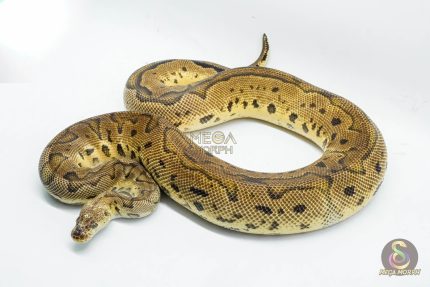 4936 0.1 PASTEL CLOWN