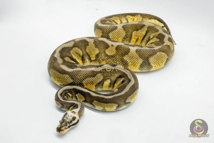 4939 0.1 PASTEL FIRE HET DESERT GHOST