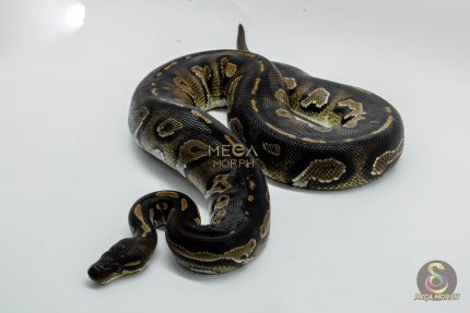 5008 0.1 SUPER BLACKHEAD HET PIEBALD