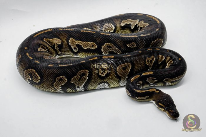 5008-2-1.jpg 5008 0.1 SUPER BLACKHEAD HET PIEBALD - Image 2