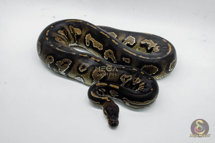 5008-3-1.jpg 5008 0.1 SUPER BLACKHEAD HET PIEBALD - Image 3
