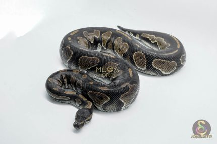 5010 0.1 BLACKHEAD HET PIEBALD