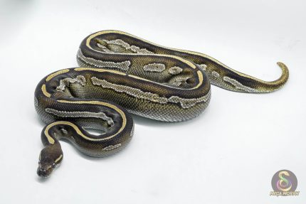 5011 0.1 BLACKHEAD MOJAVE HET PIEBALD