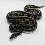 5012 0.1 SUPER BLACKHEAD HET PIEBALD