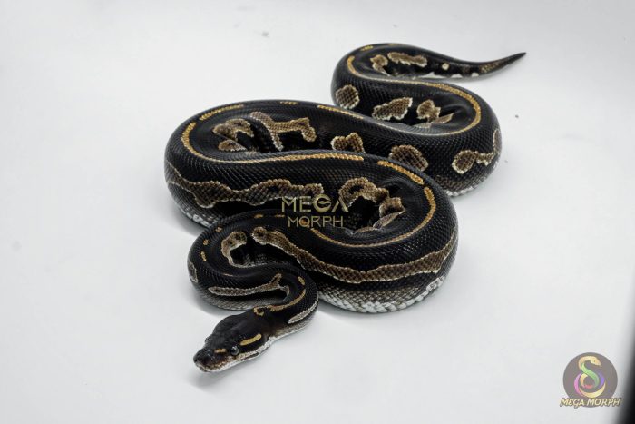5012-1-1.jpg 5012 0.1 SUPER BLACKHEAD HET PIEBALD - Image 1