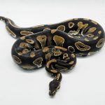 5013 0.1 BLACKHEAD HET PIEBALD