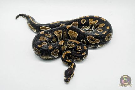 5013 0.1 BLACKHEAD HET PIEBALD