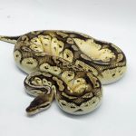 5024 1.0 PASTEL ORANGE DREAM VANILLA BONGO