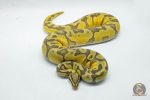 5025 1.0 PASTEL ORANGE DREAM ENCHI HYPO - Image 3
