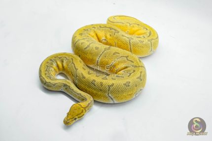 5028 0.1 ORANGE DREAM ENCHI PINSTRIPE HYPO
