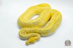 5029 0.1 ORANGE DREAM ENCHI PINSTRIPE YELLOW BELLY HYPO