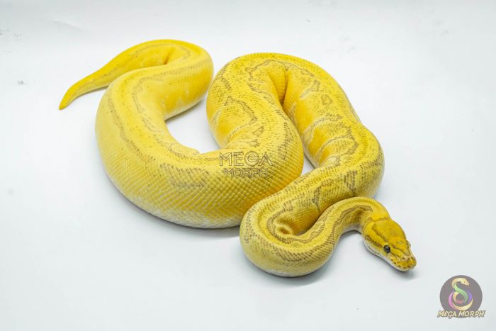 5029-2-1.jpg 5029 0.1 ORANGE DREAM ENCHI PINSTRIPE YELLOW BELLY HYPO - Image 2