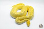 5029 0.1 ORANGE DREAM ENCHI PINSTRIPE YELLOW BELLY HYPO - Image 3