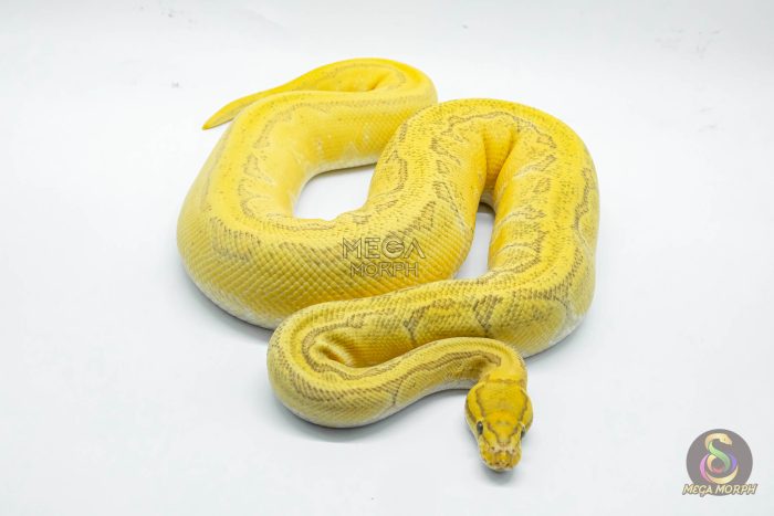 5029-3-1.jpg 5029 0.1 ORANGE DREAM ENCHI PINSTRIPE YELLOW BELLY HYPO - Image 3