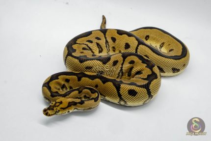 5032 1.0 SPOTNOSE CLOWN