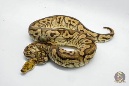 5042 0.1 MAHOGANY LEOPARD CLOWN