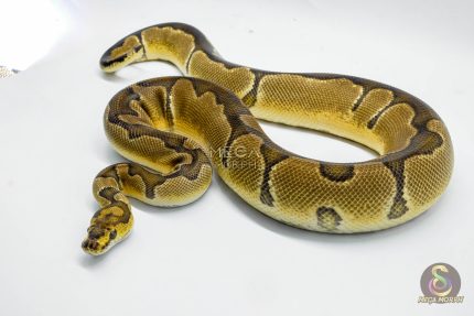 5045 0.1 ORANGE DREAM CLOWN