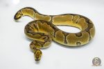 5045 0.1 ORANGE DREAM CLOWN - Image 3