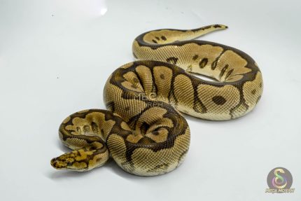 5053 1.0 SPOTNOSE CLOWN