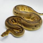 5056 0.1 ORANGE DREAM BLADE CLOWN