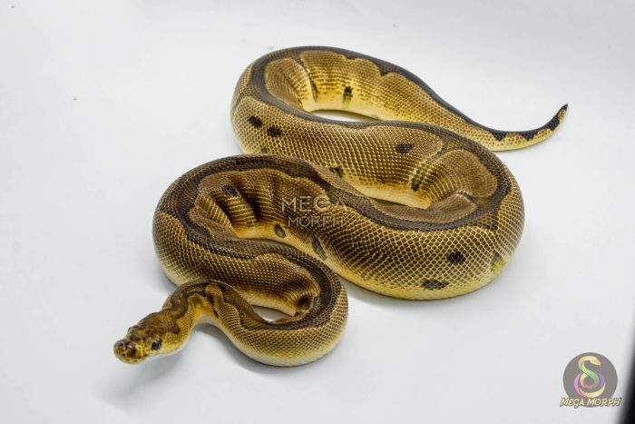 5056-1-1.jpg 5056 0.1 ORANGE DREAM BLADE CLOWN - Image 1