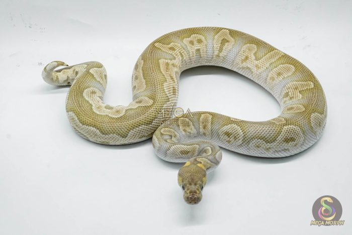 5059 1.0 GHI MOJAVE CLOWN - Image 2