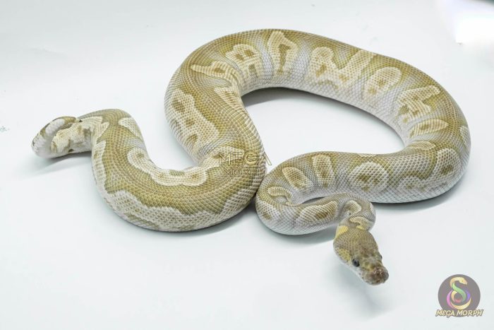 5059 1.0 GHI MOJAVE CLOWN - Image 3