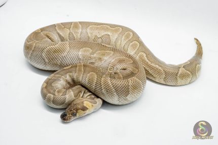 5060 0.1 GHI MOJAVE CLOWN