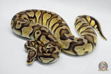 5061 0.1 FIREFLY YELLOW BELLY DOUBLE HET PIEBALD HET CRYPTIC OR HET CLOWN