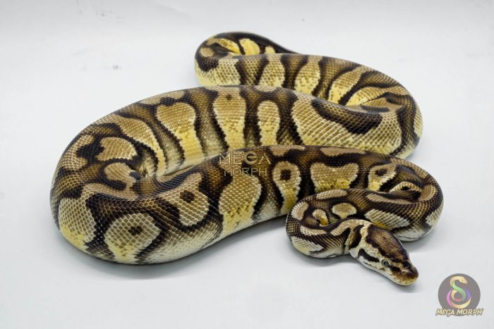 5061-2-1.jpg 5061 0.1 FIREFLY YELLOW BELLY DOUBLE HET PIEBALD HET CRYPTIC OR HET CLOWN - Image 2