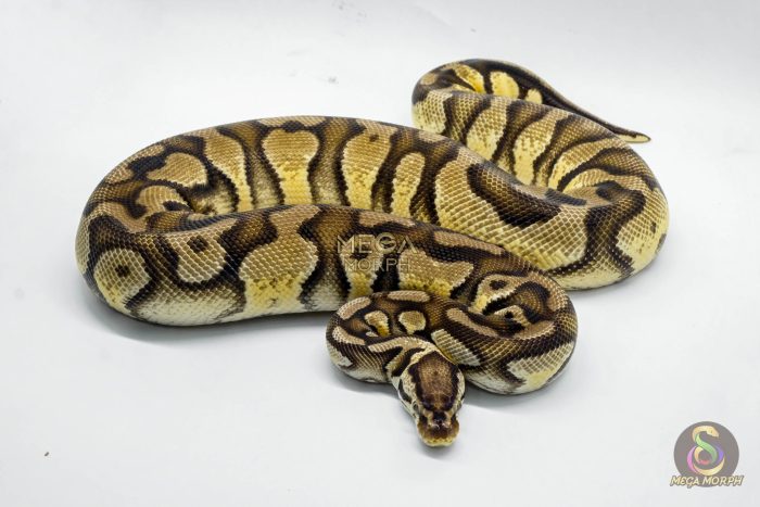 5061-3-1.jpg 5061 0.1 FIREFLY YELLOW BELLY DOUBLE HET PIEBALD HET CRYPTIC OR HET CLOWN - Image 3