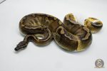 5063 1.0 GHI PIEBALD
