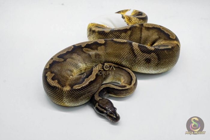 5063 1.0 GHI PIEBALD - Image 2