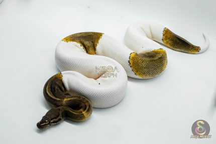 5064 0.1 GHI PIEBALD