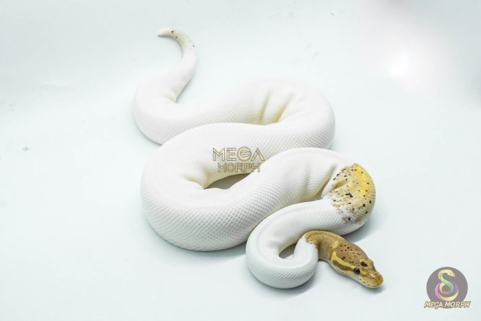 5065 0.1 BANANA BLACK PASTEL PIEBALD - Image 3